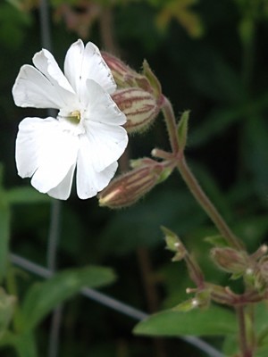 photo of White Campion