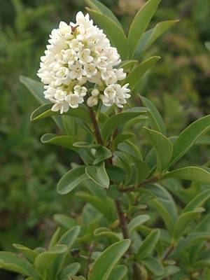photo of Wild Privet