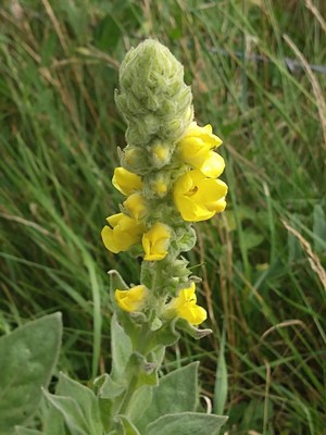 photo of Great Mullein