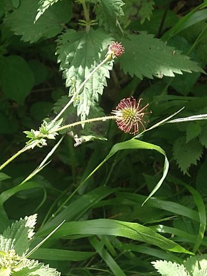 photo of Wood Avens