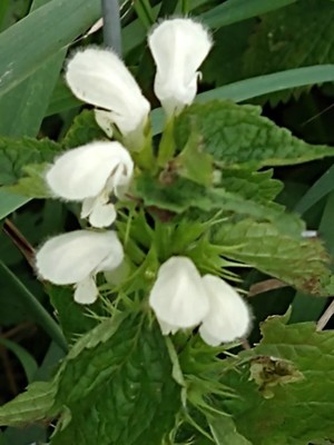 photo of White Dead Nettle