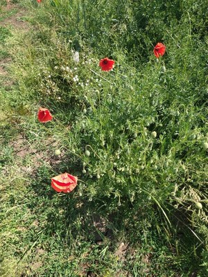 photo of Common Poppy