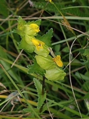 photo of Yellow Rattle
