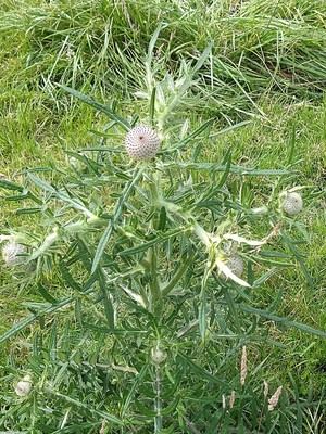 photo of Woolly Thistle