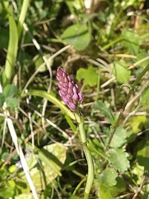 photo of Pyramidal Orchid