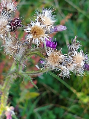 photo of Marsh Thistle