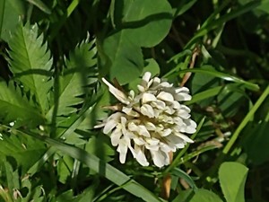 photo of White Clover