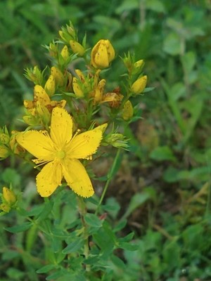 photo of Perforate St. John's Wort