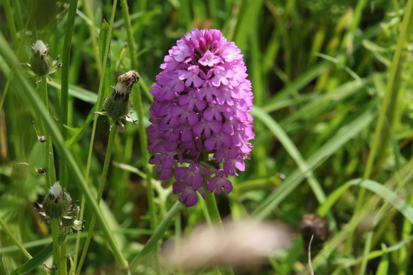 photo of Pyramidal Orchid