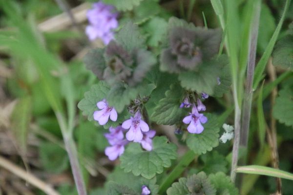 photo of Ground Ivy