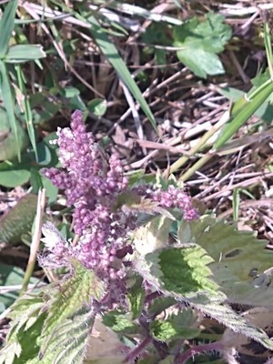 photo of Common Nettle