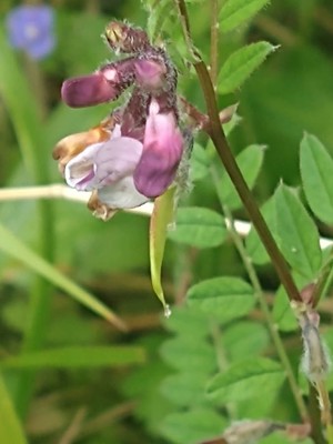 photo of Bush Vetch