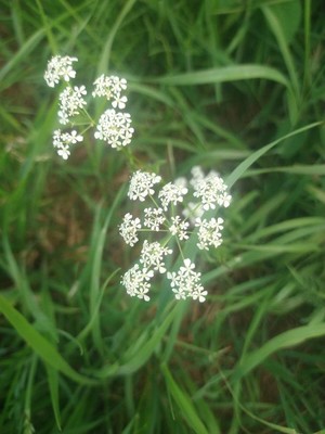 photo of Cow Parsley