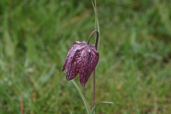 photo of Snake's Head Fritillary