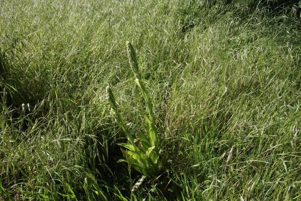 photo of Lizard Orchid