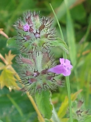 photo of Wild Basil