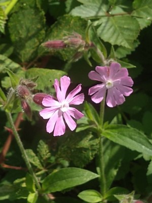 photo of Red Campion