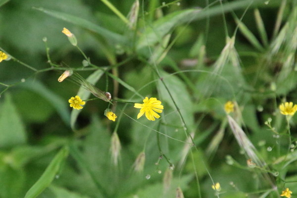 photo of Nipplewort