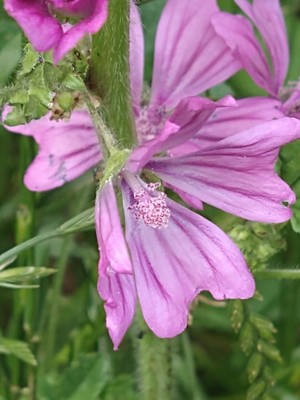 photo of Common Mallow