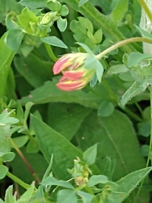 photo of Bird's Foot Trefoil