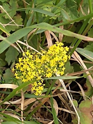 photo of Lady's Bedstraw
