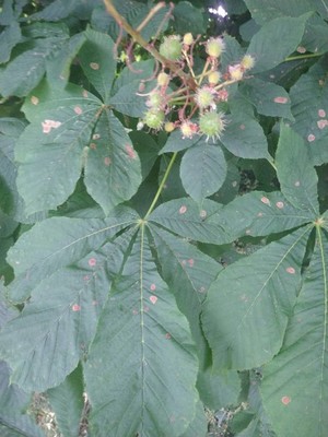 photo of Horse Chestnut