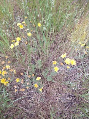 photo of Smooth Hawk's Beard
