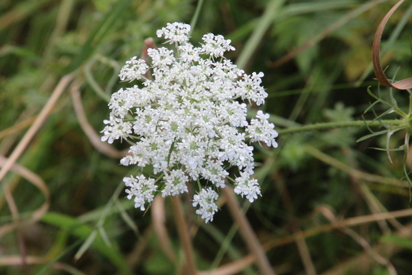 photo of Wild Carrot