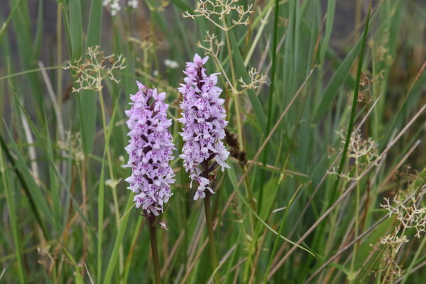 photo of Common Spotted Orchid