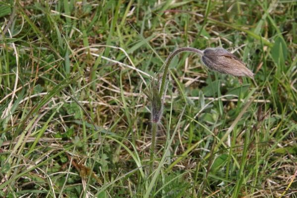 photo of Pasqueflower