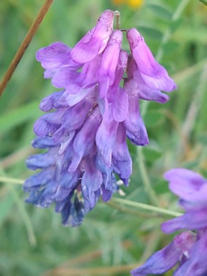 photo of Fodder Vetch