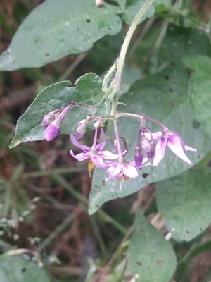 photo of Bittersweet