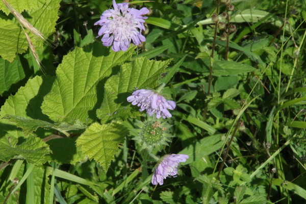 photo of Field Scabious
