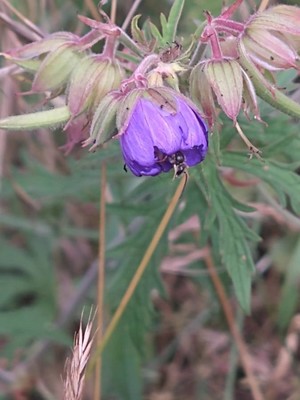 photo of Meadow Crane's Bill