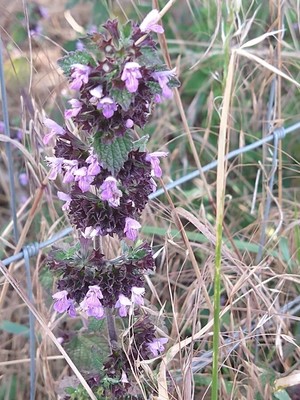 photo of Black Horehound