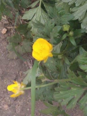 photo of Creeping Buttercup