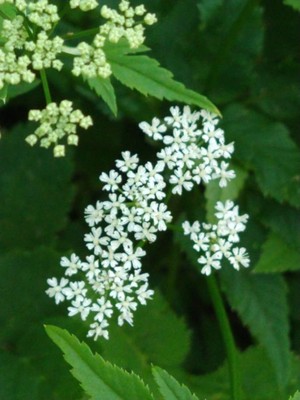 photo of Cow Parsley