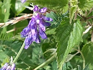 photo of Fodder Vetch