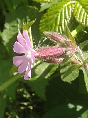 photo of Red Campion