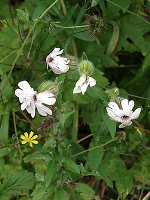 photo of White Campion