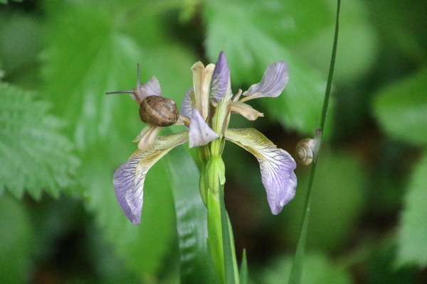 photo of Stinking Iris