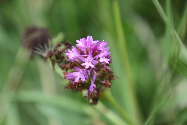 photo of Pyramidal Orchid