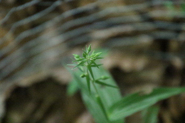 photo of Broad Leaved Helleborine