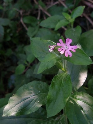 photo of Red Campion