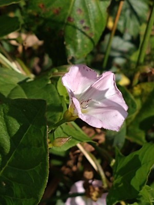 photo of Field Bindweed