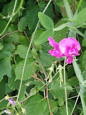 photo of Broad Leaved Everlasting Pea