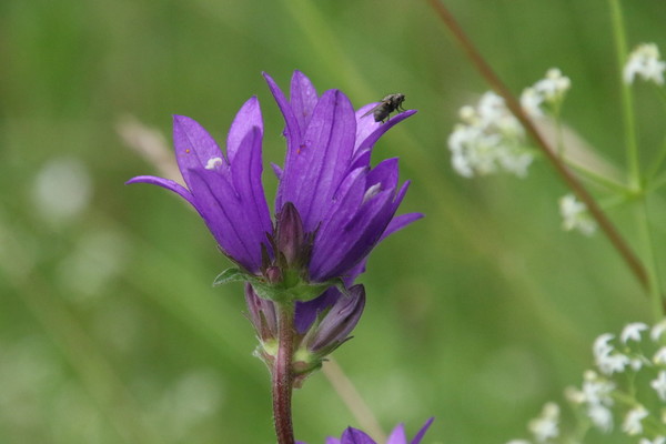 photo of Clustered Bellfower