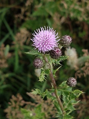 photo of Creeping Thistle