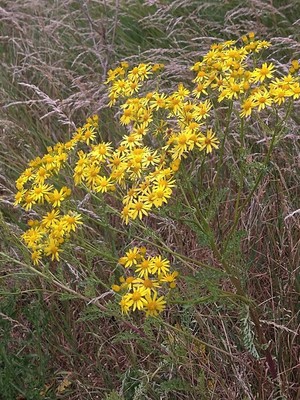 photo of Ragwort