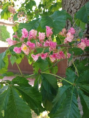 photo of Red Horsechestnut